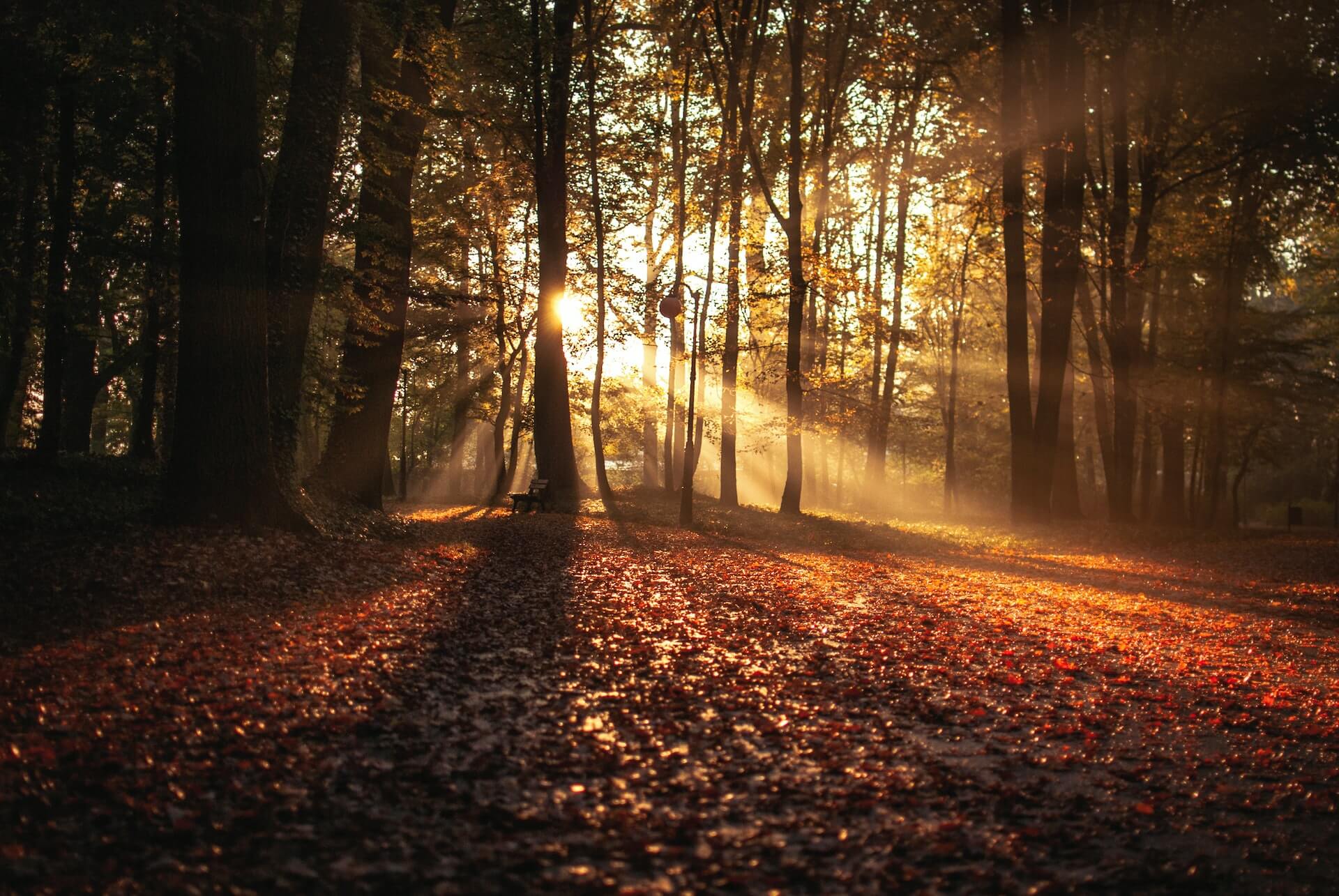 Milde herfsttemperaturen in aantocht: hoe haal je er voordeel uit?